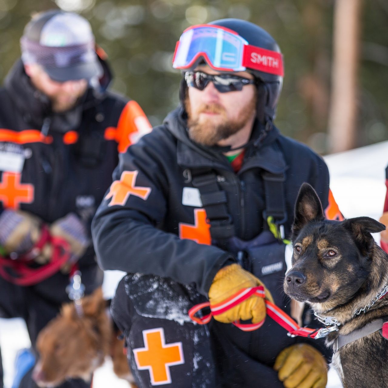 Dog handlers with avalanche dogs in line