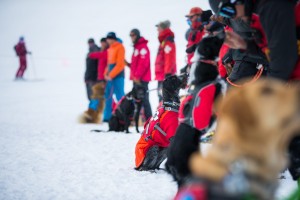 Row of participants with dogs at avalanche dog course 