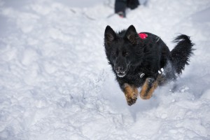 German shepherd avalanche dog running through snow