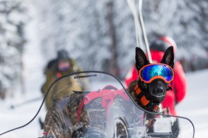 Avalanche dog with goggles on a snowmobile