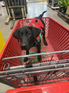 Puppy in shopping cart