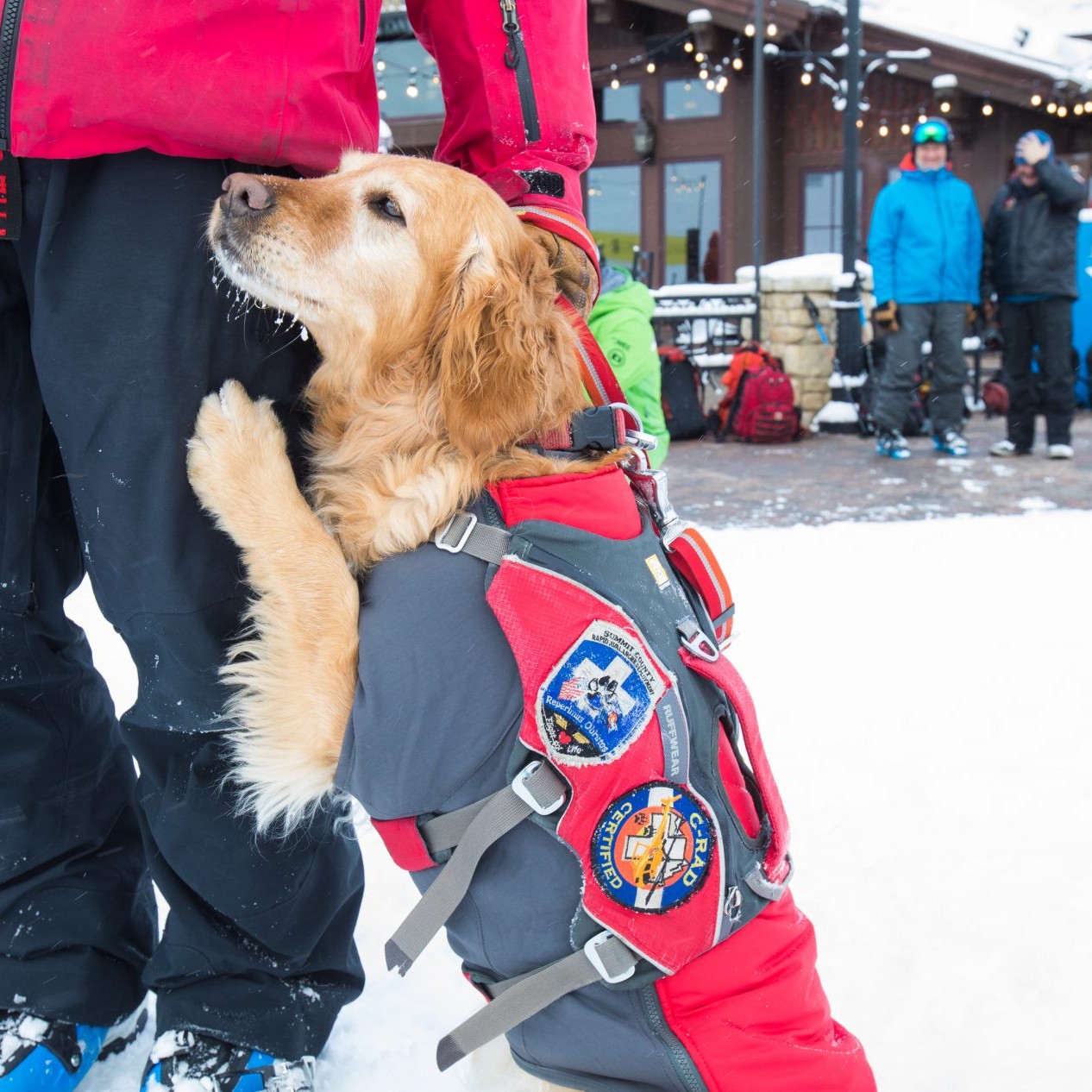 Golden retriever avalanche dog hugging handler's leg