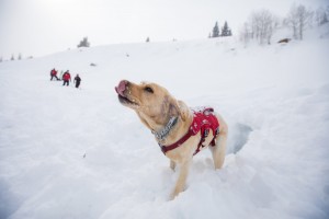 Avalanche dog taking a break from digging in the snow