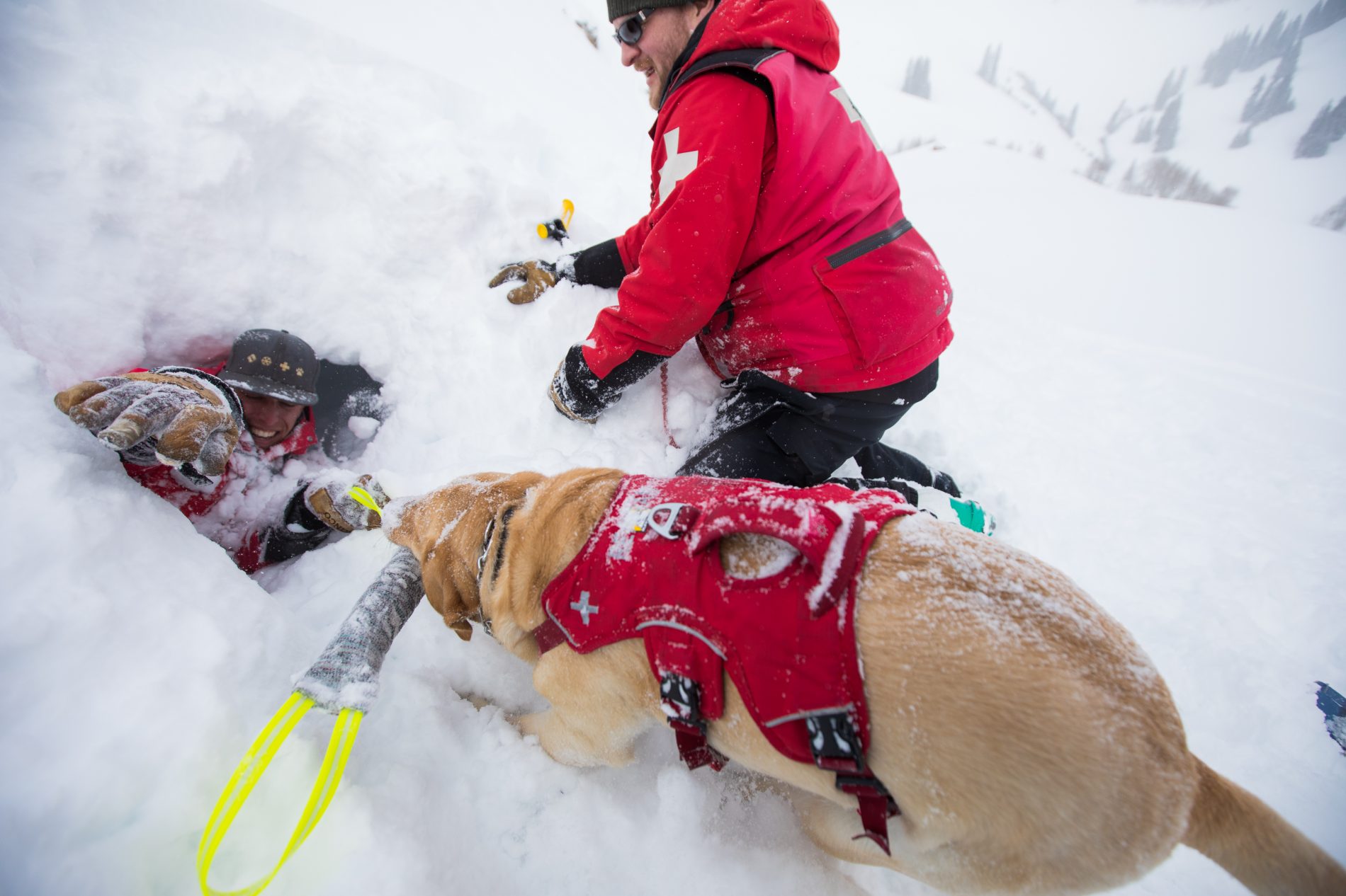 Handler in dog hole tugging with Julius K9 tug toy