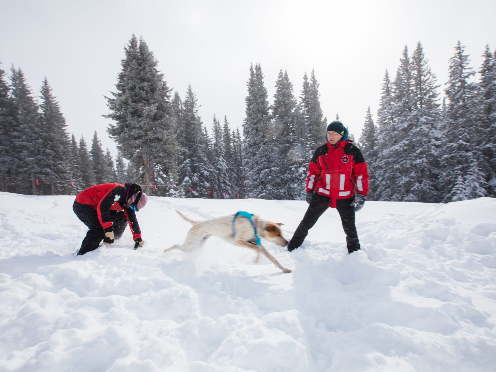 Avalanche training instructor helps dog and handler