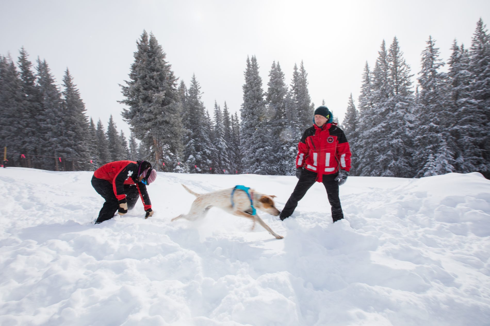 Avalanche training instructor helps dog and handler