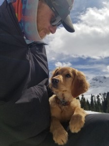 Golden retriever puppy gazing at handler