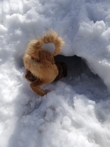 Avalanche puppy digging in snow hole